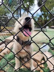 Found/Stray Female Dog last seen Boca Chica/cowan terrace, Brownsville, TX 78521