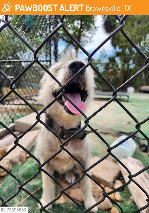 Found/Stray Female Dog last seen Boca Chica/cowan terrace, Brownsville, TX 78521