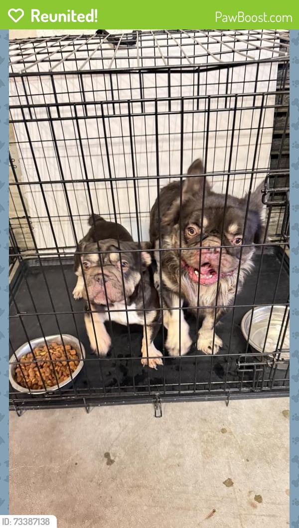 Reunited Male Dog last seen Victorville, Victorville, CA 92392