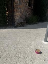 Found/Stray Unknown Cat last seen March ln, Stockton, CA 95207