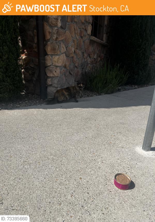 Found/Stray Unknown Cat last seen March ln, Stockton, CA 95207
