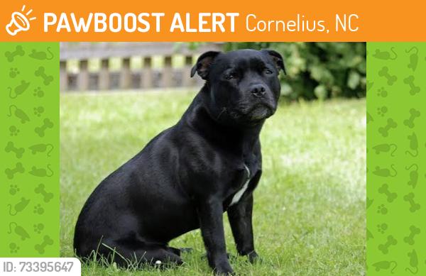 Found/Stray Unknown Dog last seen highway 21, Cornelius, NC 28031