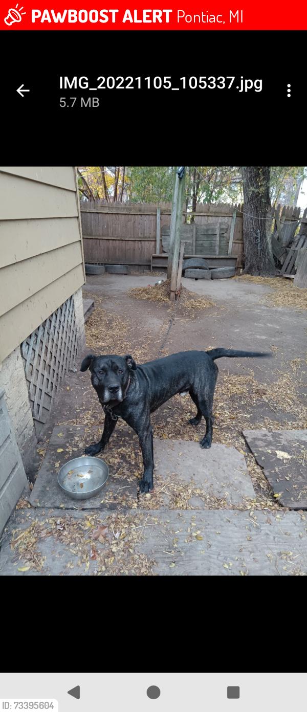 Lost Male Dog last seen Montcalm/Joslyn/Glenwood/Perry, Pontiac, MI 48342