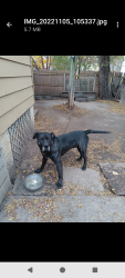 Lost Male Dog last seen Montcalm/Joslyn/Glenwood/Perry, Pontiac, MI 48342