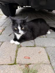Found/Stray Unknown Cat last seen Under a car, Fort Lee, NJ 07024