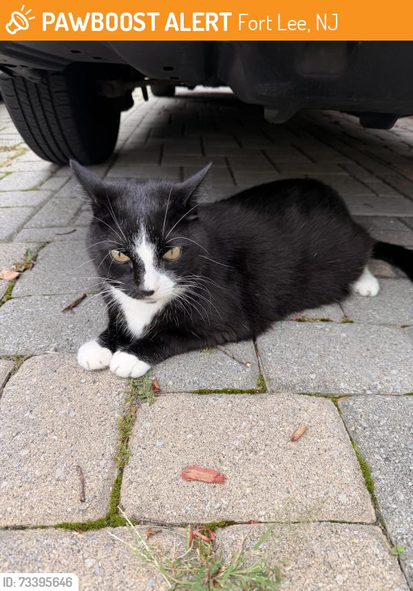 Found/Stray Unknown Cat last seen Under a car, Fort Lee, NJ 07024