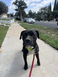 Found/Stray Male Dog last seen Buckler and Fairview Blvd, Inglewood, CA 90301