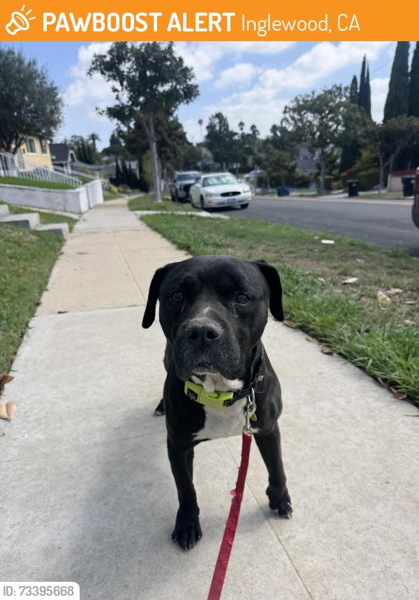 Found/Stray Male Dog last seen Buckler and Fairview Blvd, Inglewood, CA 90301