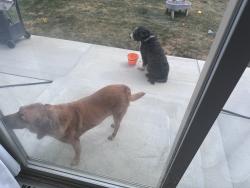 Found/Stray Unknown Dog last seen School, Aurora, CO 80018