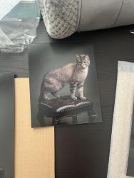 Reunited Male Cat last seen Brownwood LN, Farris DR, and Misty Crest, Arlington, TX 76017
