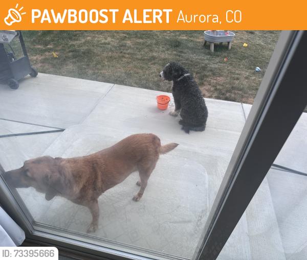 Found/Stray Unknown Dog last seen School, Aurora, CO 80018