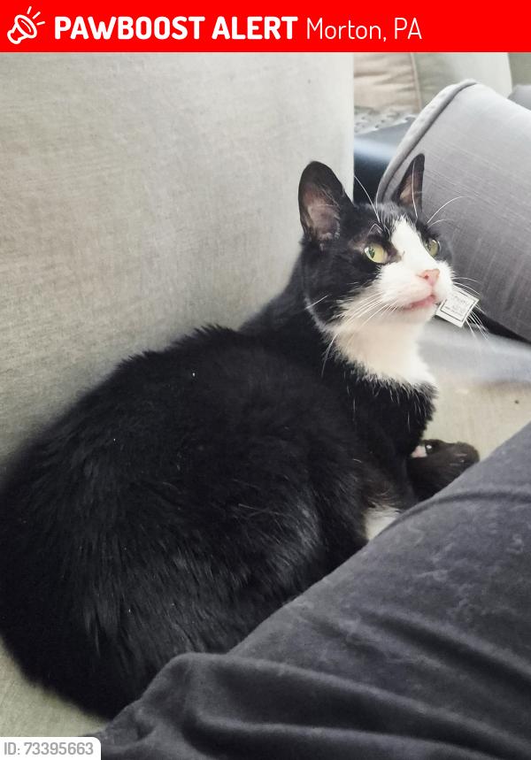 Lost Female Cat last seen Locust RD and Rose Lane, Morton, PA, Morton, PA 19070