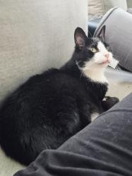 Lost Female Cat last seen Locust RD and Rose Lane, Morton, PA, Morton, PA 19070