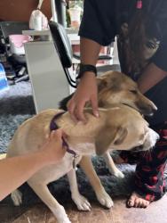 Found/Stray Unknown Dog last seen My hse, Antioch, CA 94509