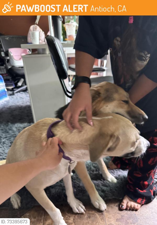 Found/Stray Unknown Dog last seen My hse, Antioch, CA 94509