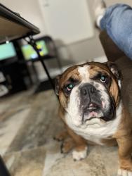 Lost Male Dog last seen 45th St and Sheridan, Kenosha, WI 53140