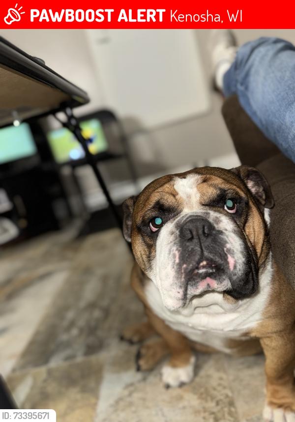 Lost Male Dog last seen 45th St and Sheridan, Kenosha, WI 53140