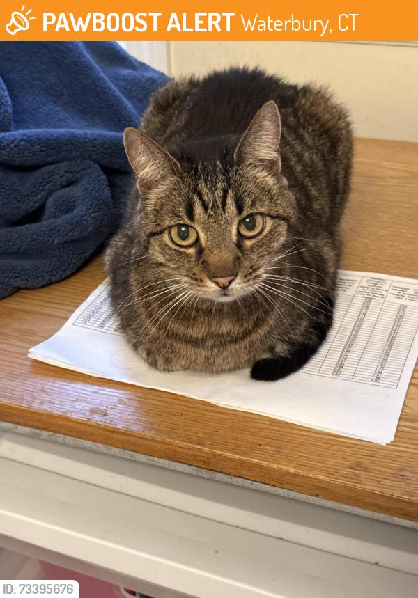 Found/Stray Unknown Cat last seen Pearl and Bronson, Waterbury, CT 06704