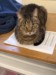 Found/Stray Unknown Cat last seen Pearl and Bronson, Waterbury, CT 06704