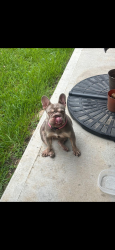 Found/Stray Female Dog last seen peek rd, Harris County, TX 77449