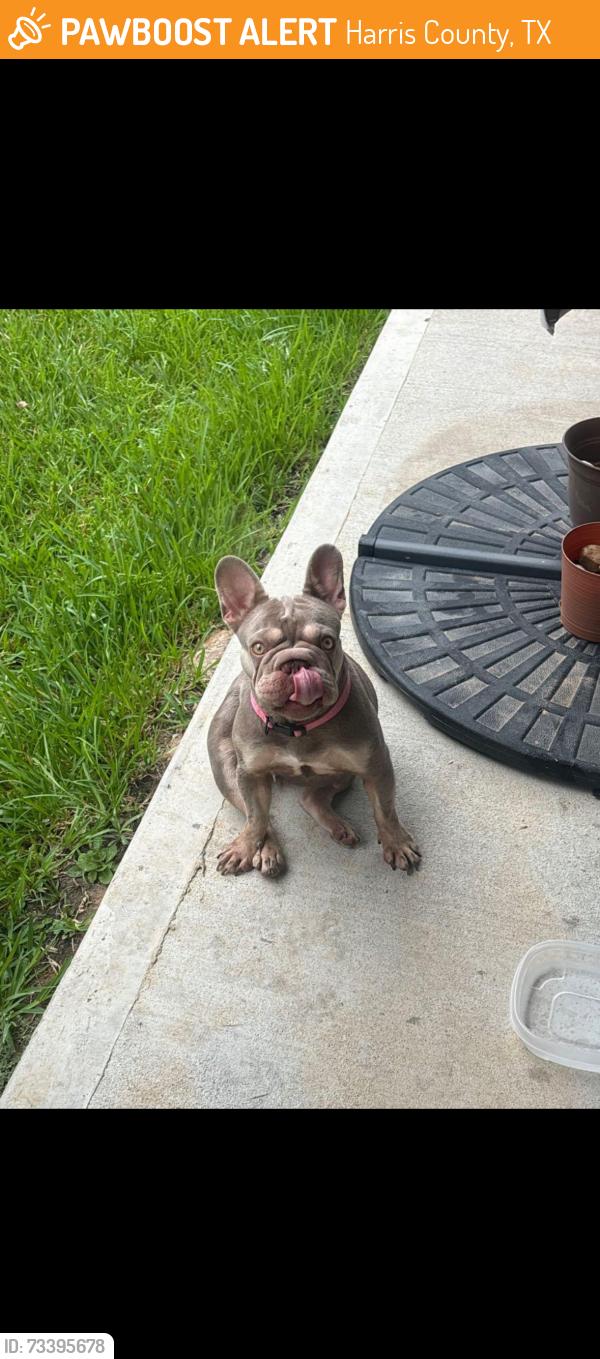 Found/Stray Female Dog last seen peek rd, Harris County, TX 77449