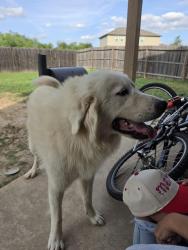Lost Male Dog last seen Marbach, San Antonio, TX 78245