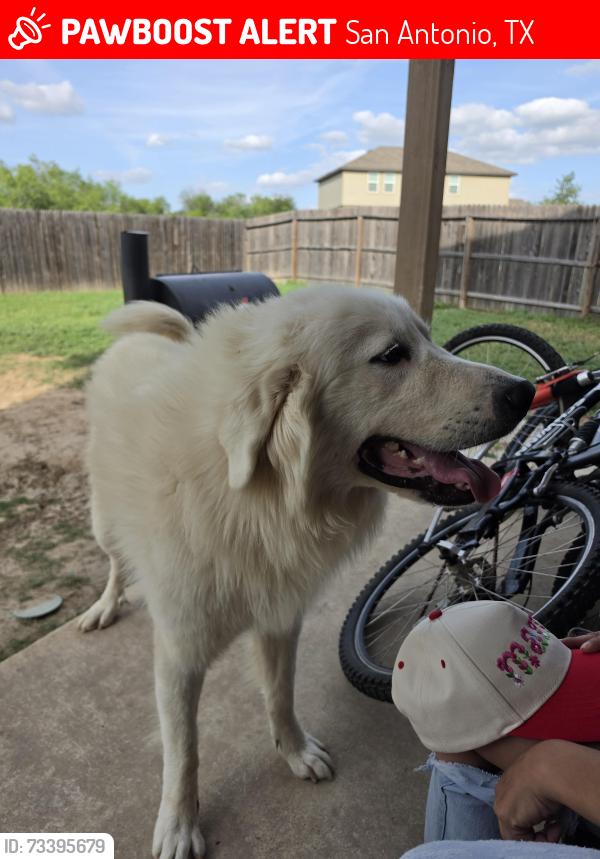 Lost Male Dog last seen Marbach, San Antonio, TX 78245