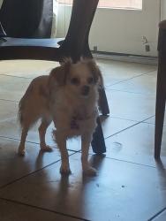 Found/Stray Unknown Dog last seen Near, Henderson, NV 89011
