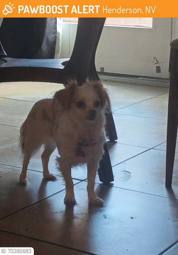 Found/Stray Unknown Dog last seen Near, Henderson, NV 89011