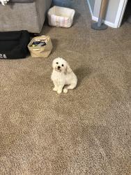 Lost Male Dog last seen plank road and wayside road in raeford, Hoke County, NC 28376