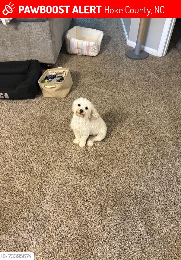 Lost Male Dog last seen plank road and wayside road in raeford, Hoke County, NC 28376