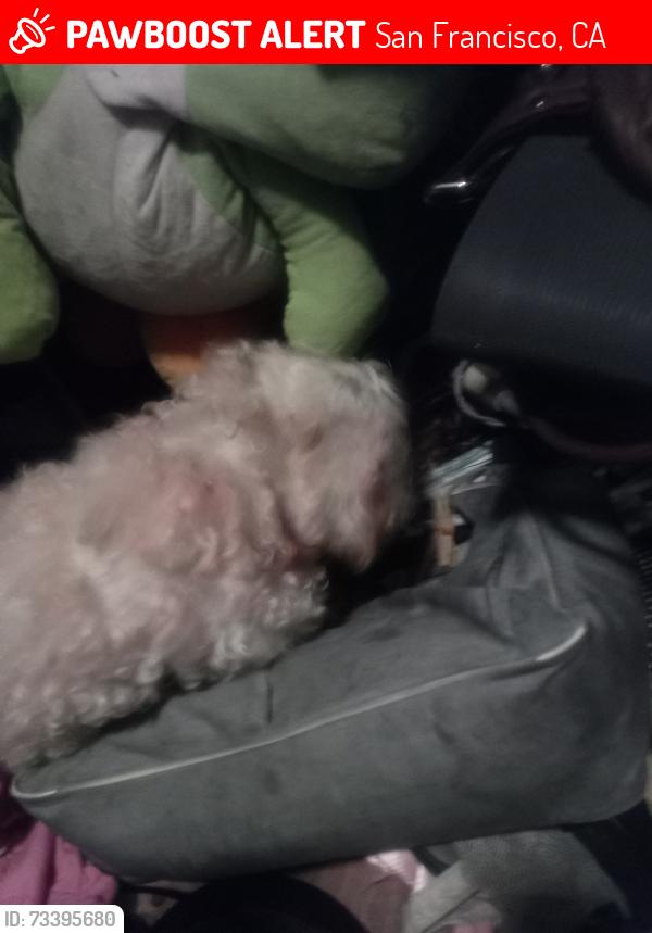 Lost Male Dog last seen The clinc, San Francisco, CA 94103