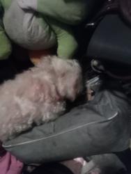 Lost Male Dog last seen The clinc, San Francisco, CA 94103