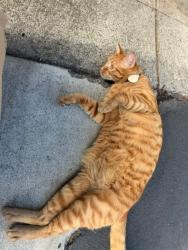 Reunited Unknown Cat last seen Lake Forest Drive and Pittsford Drive, Lake Forest, CA 92630