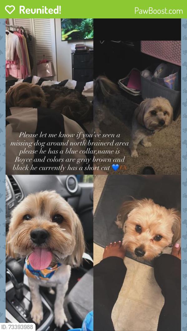 Reunited Male Dog last seen Sylvan Dr, Chattanooga, TN 37411