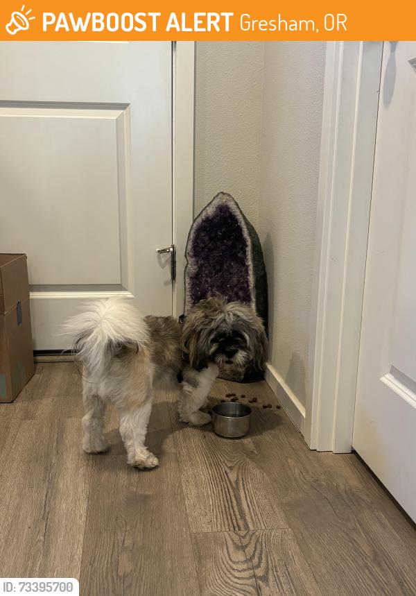 Found/Stray Female Dog last seen Butler and snowberry, Gresham, OR 97080