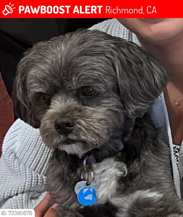 Lost Male Dog last seen Near, Richmond, CA 94804