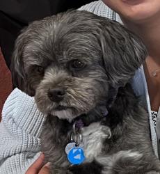 Lost Male Dog last seen Near, Richmond, CA 94804