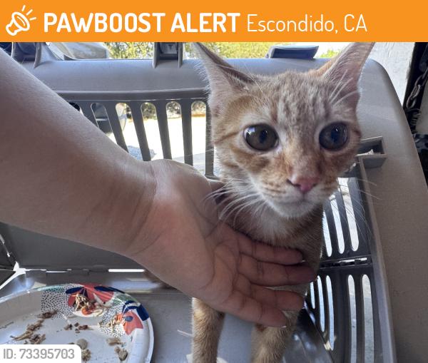 Found/Stray Unknown Cat last seen 5th and Chestnut cross streets, Escondido, CA 92027