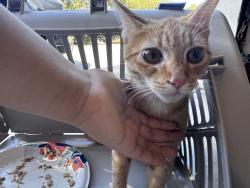 Found/Stray Unknown Cat last seen 5th and Chestnut cross streets, Escondido, CA 92027