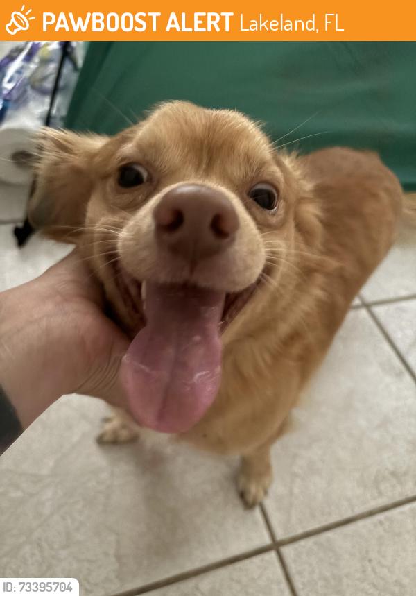 Found/Stray Unknown Dog last seen Off Edgewood, Lakeland, FL 33803