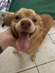 Found/Stray Unknown Dog last seen Off Edgewood, Lakeland, FL 33803