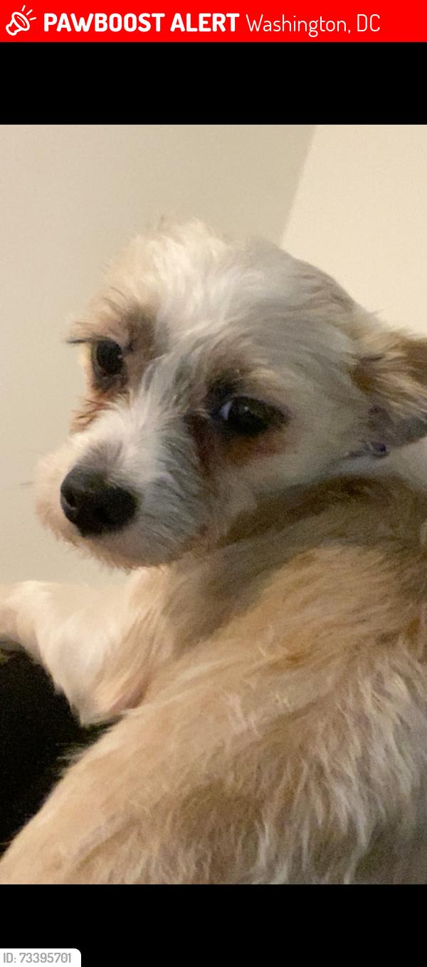 Lost Female Dog last seen Near and E street, Washington, DC 20018