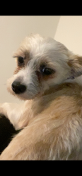 Lost Female Dog last seen Near and E street, Washington, DC 20018