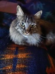 Lost Male Cat last seen Near 12th st SW 87102, Albuquerque, NM 87102