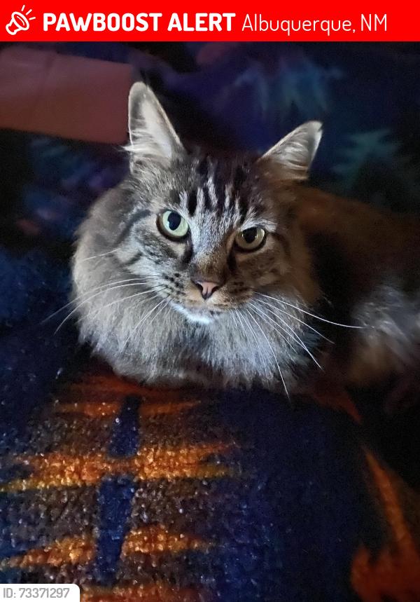 Lost Male Cat last seen Near 12th st SW 87102, Albuquerque, NM 87102