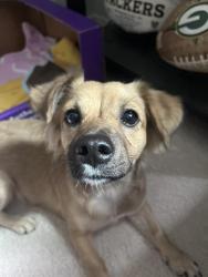 Found/Stray Female Dog last seen Lindsay and McKellips, Mesa, AZ 85213