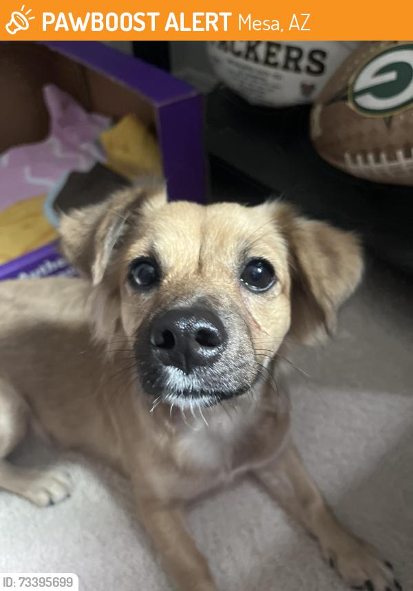 Found/Stray Female Dog last seen Lindsay and McKellips, Mesa, AZ 85213
