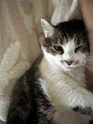 Reunited Female Cat last seen Woodrow and John Lee near Woodrow Elementary, Modesto, CA 95350