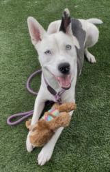 Shelter Stray Female Dog last seen , West Valley Animal Shelter, 20655 Plummer St, Chatsworth, CA 91311, USA